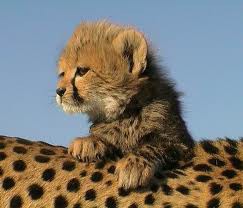 Cheetahs