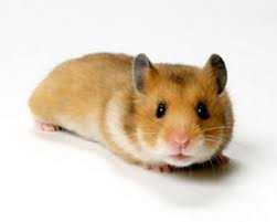 hamsters