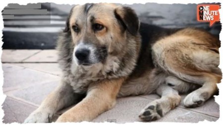 A dog