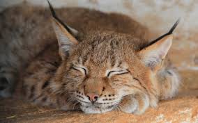 lynx