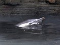 A dolphin died trapped in a New York channel