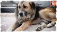 A dog