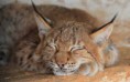 lynx